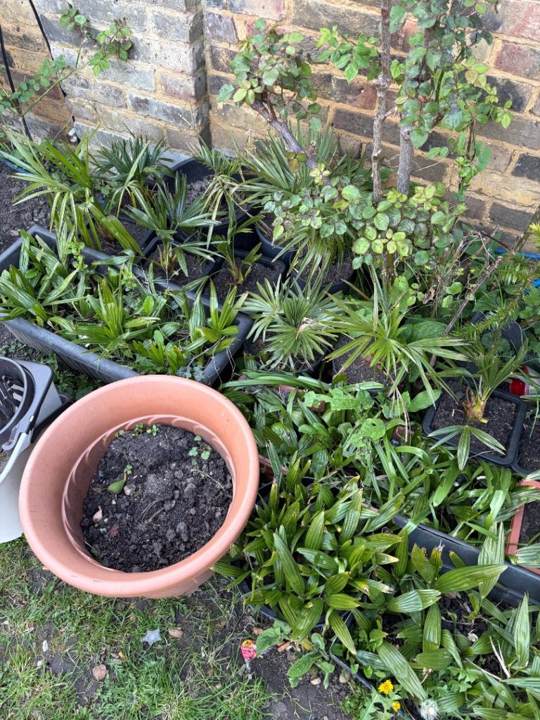 Chinese windmill palms 