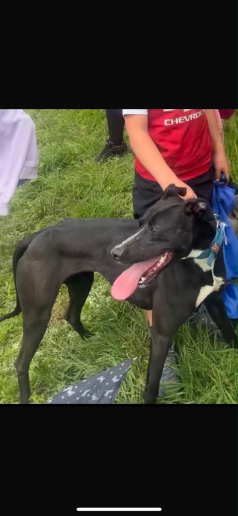 Stunning Lurcher puppies