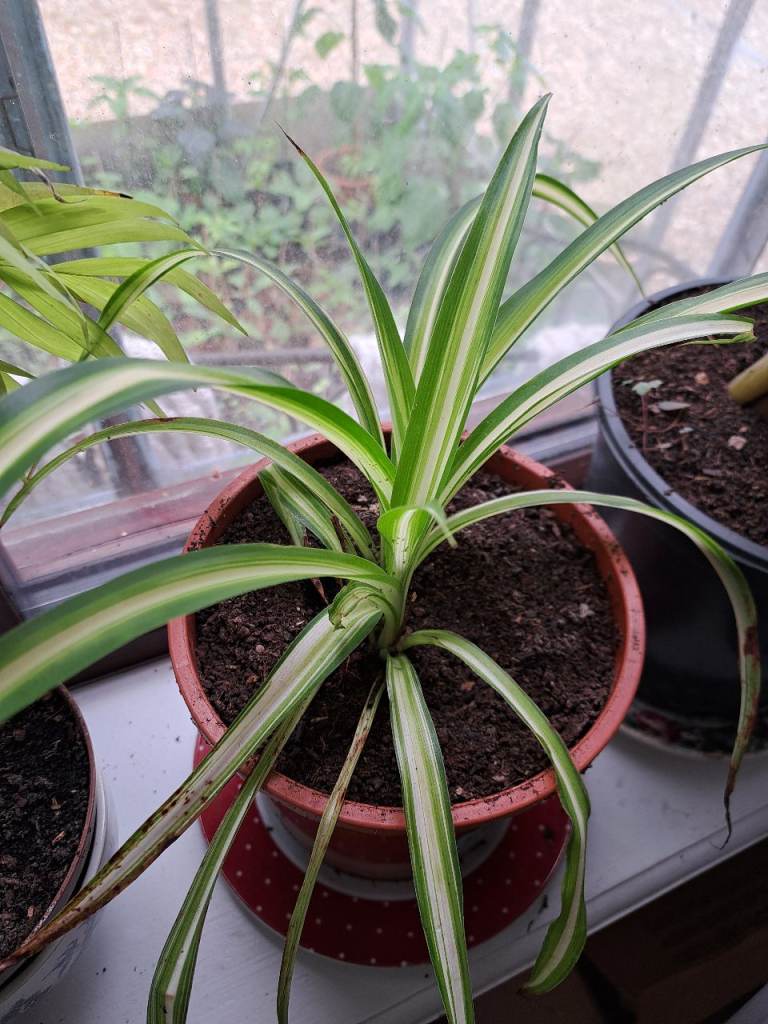 Houseplants for sale