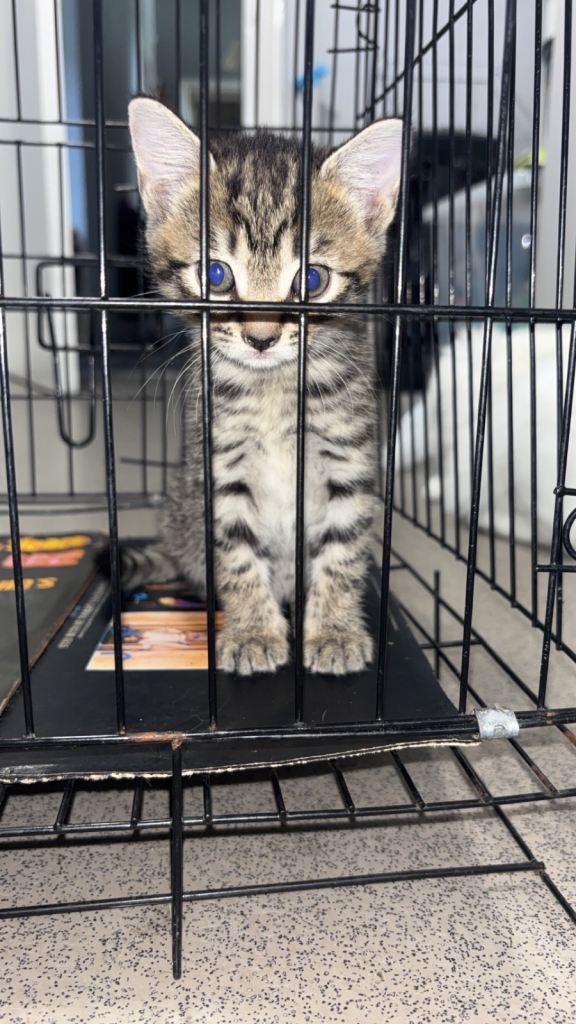 Kitten x3 boys price in description 
