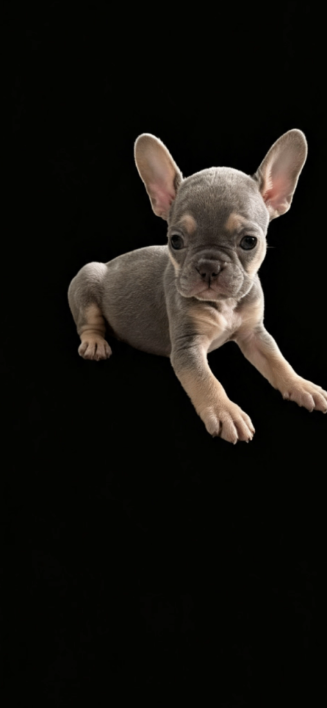 French bull dog 