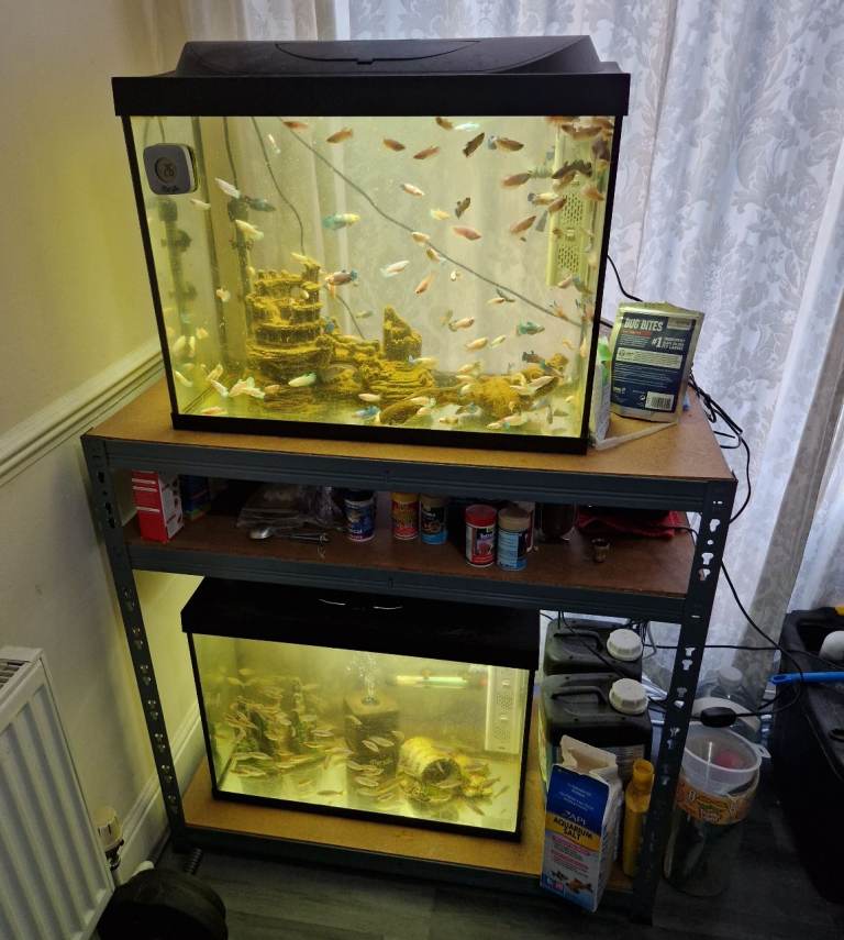 ALL MUST GO - Red Tail Rainbow Fish, Siamese fighting fish (Betta) £5 Each - Full Setup Available