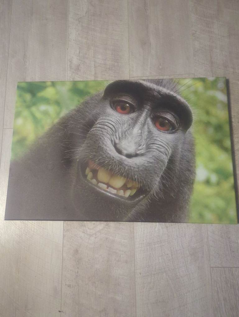 Monkey selfie canvas picture