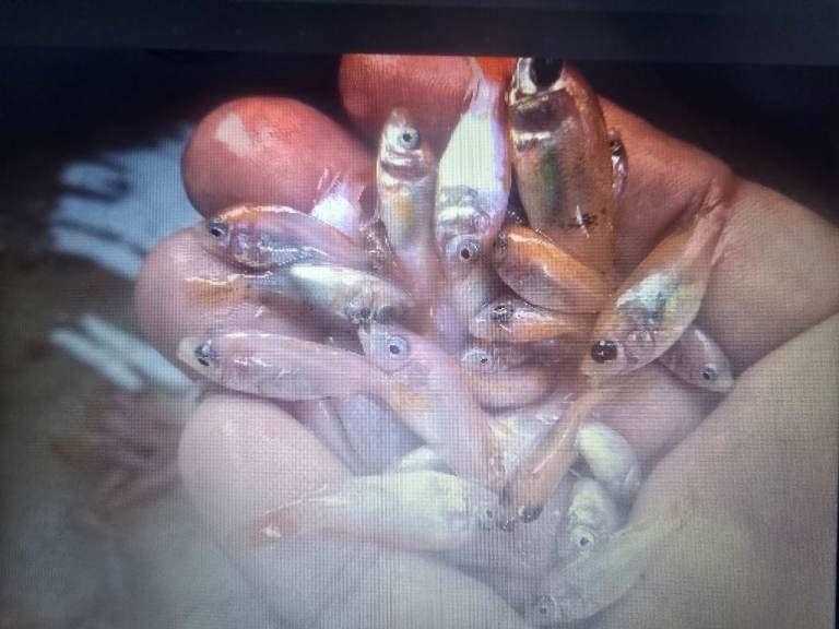 8 x Nile Tilapia Fingerlings 2 - 4 cm Unsexed