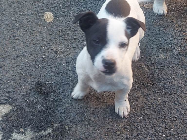 Jack Russell puppies 