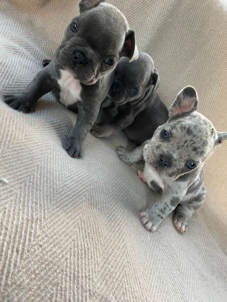 French bulldog puppys 🐾✨ 
