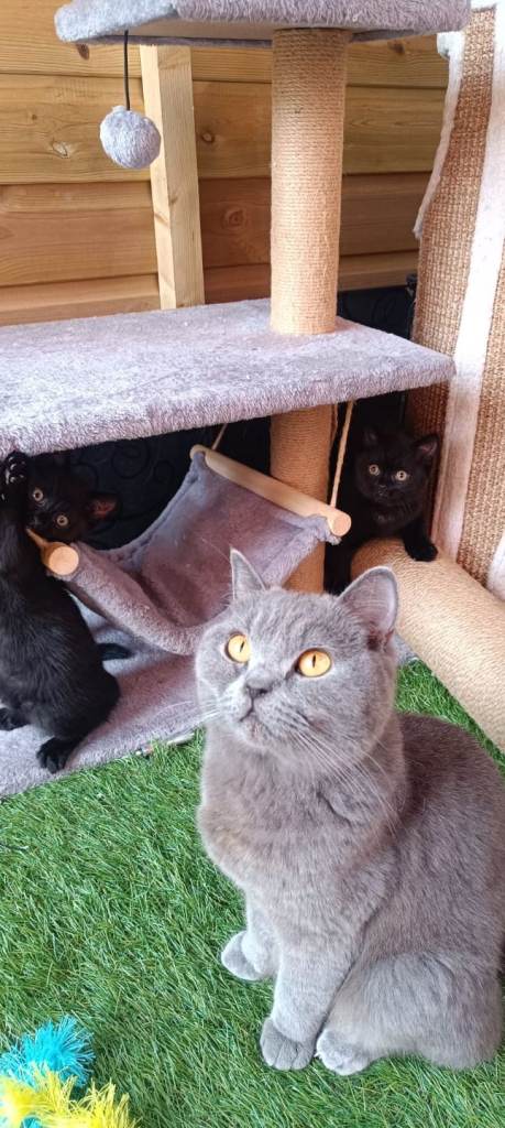 British shorthair X kittens 