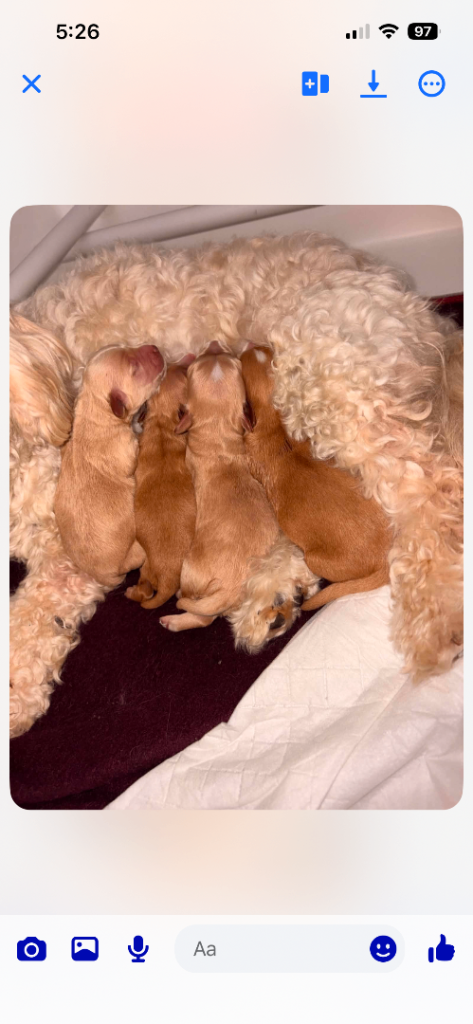 Cavapoo puppies for sale 