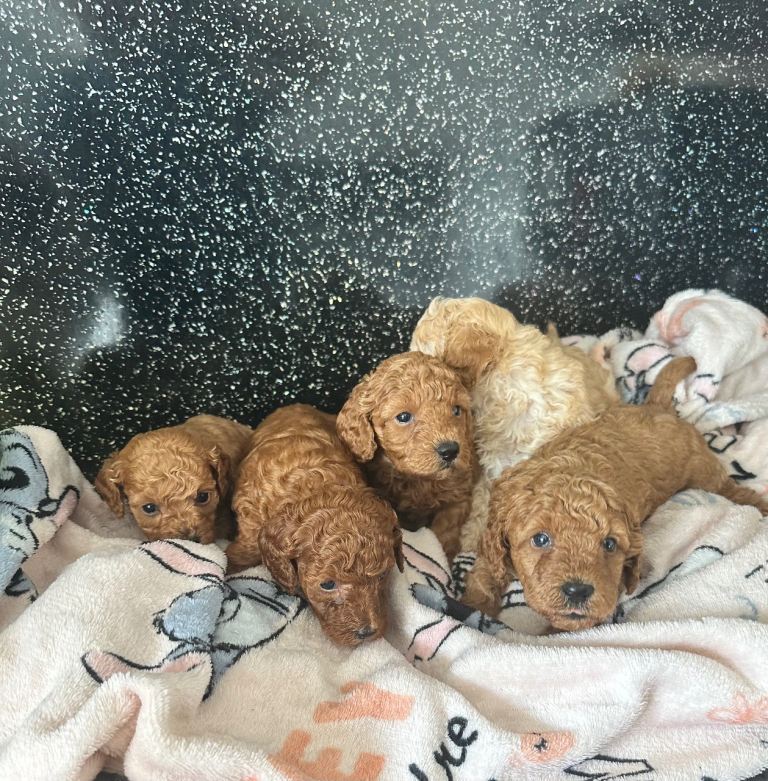 F1B cavapoos 