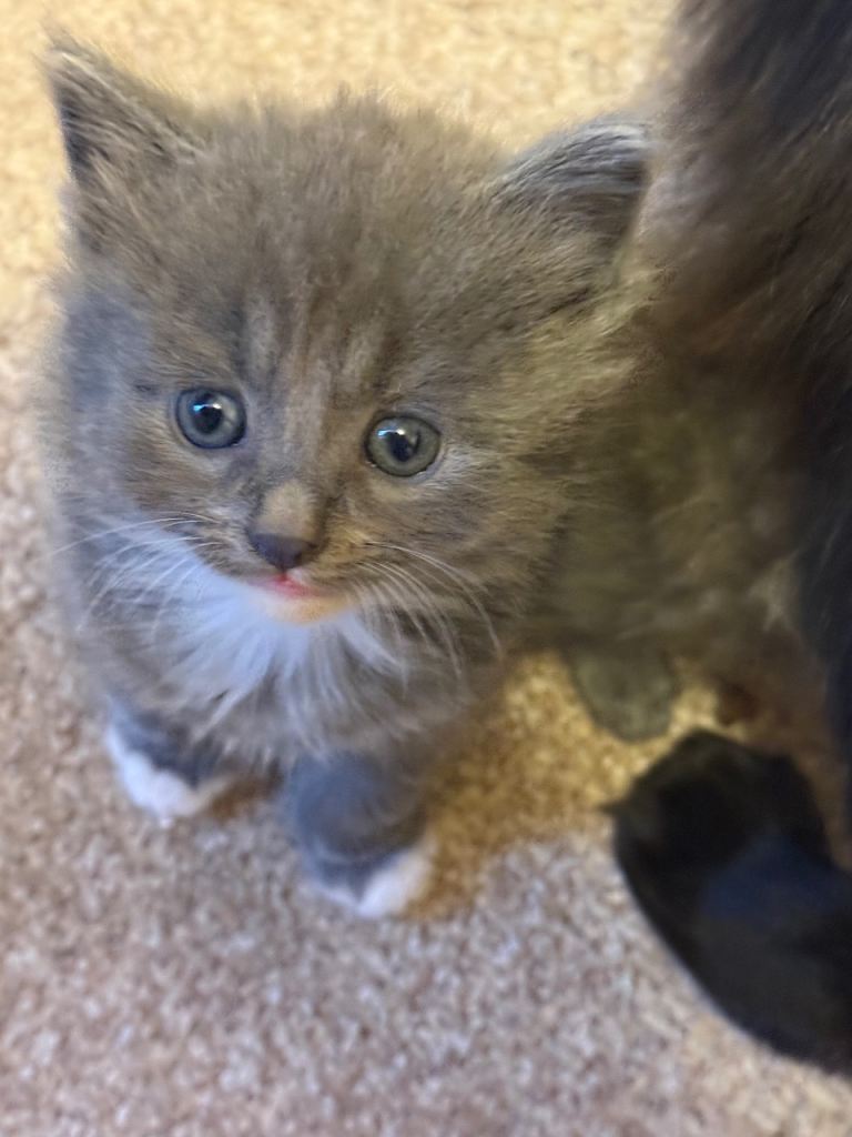 Beautiful kittens