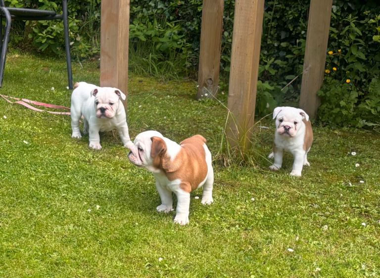 English Bulldogs 