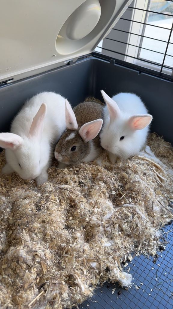 Beautiful Rabbits
