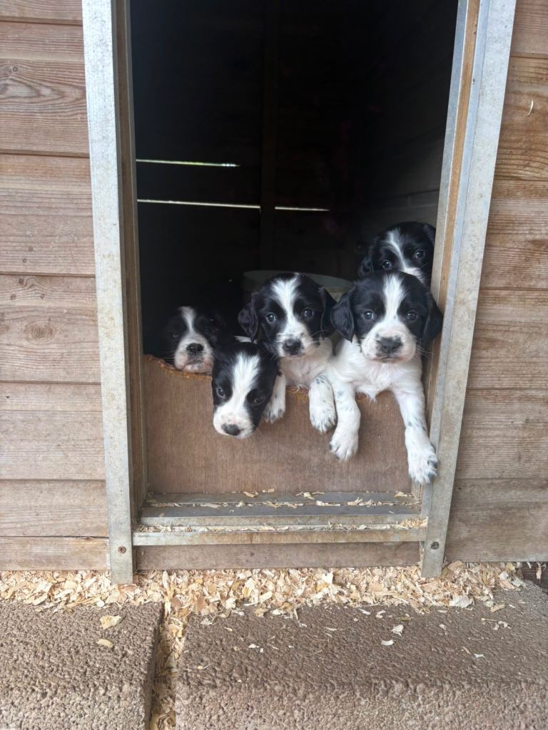 Sprocker x Spaniel Puppies 
