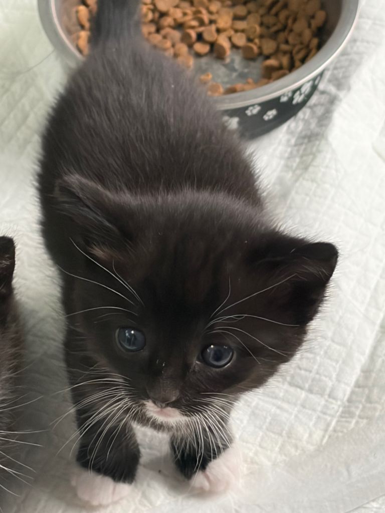 Ragdoll cross kittens 