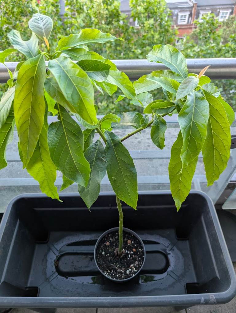 🥑🌱Two-Year-Old very healthy avocado trees