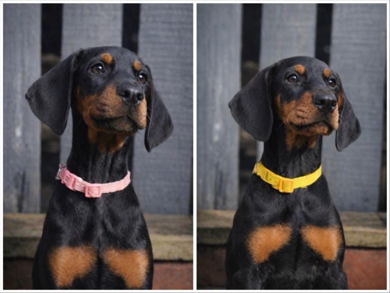 🩷 Top quality KC registered Doberman puppies! 🐾 Ready Now!  