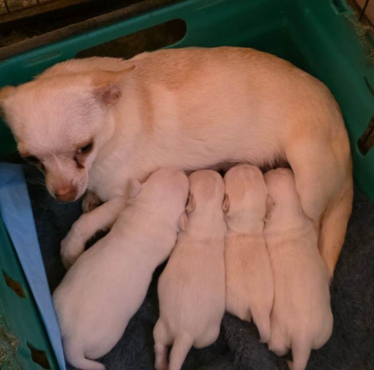 Chihuahua