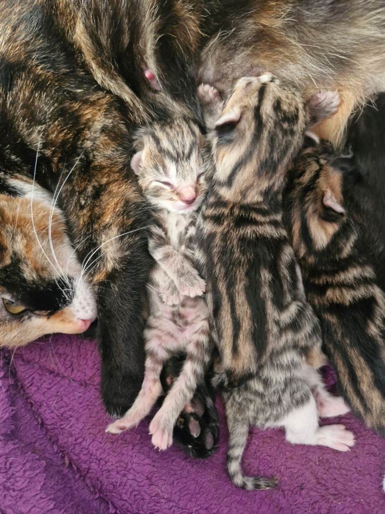 Maincoon cross kittens