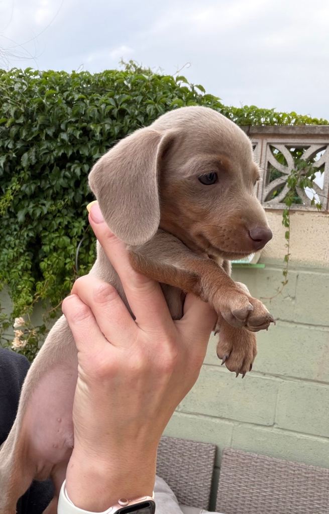 Dachshund puppy - Female  