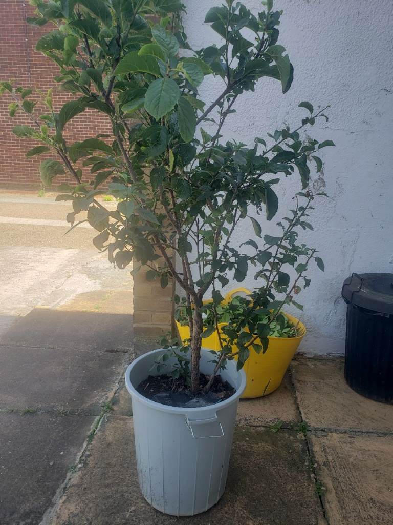 (READ DESCRIPTION) - Jumbo Size Pear Plant: (£40), Victoria Plum Plant: (£40), Cherry Plant: (£40)