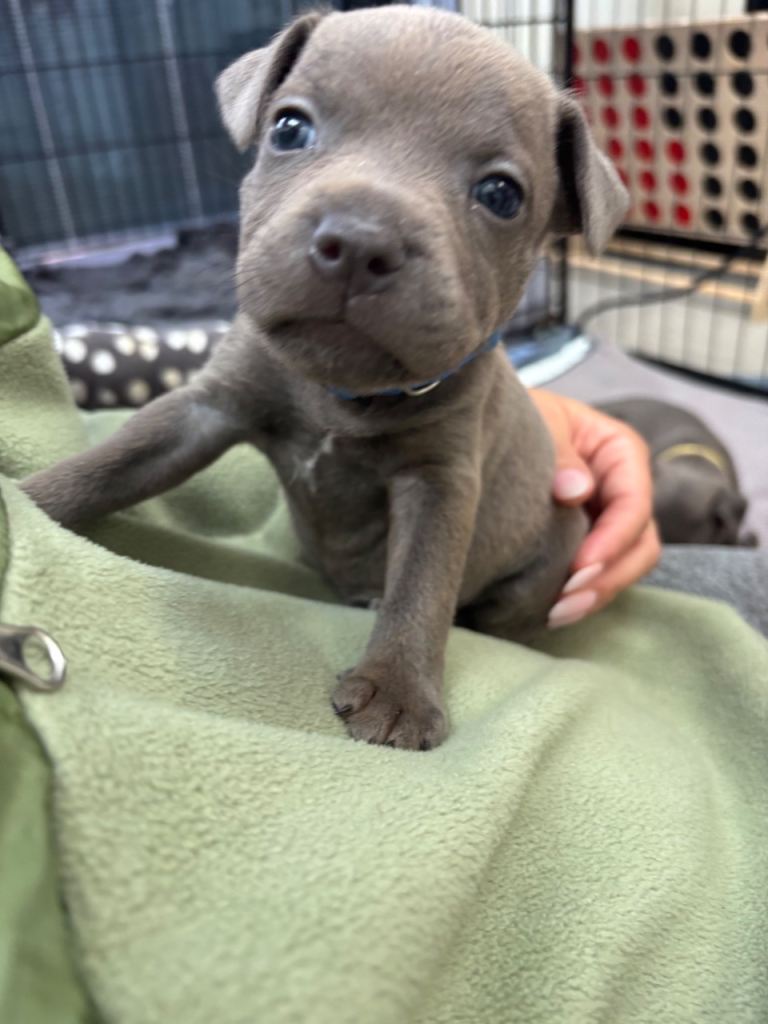 * 4 Weeks Old* Pure Blue Staffordshire Bull Terrier Puppies 