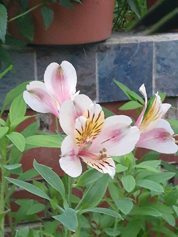 Peruvian lilly 