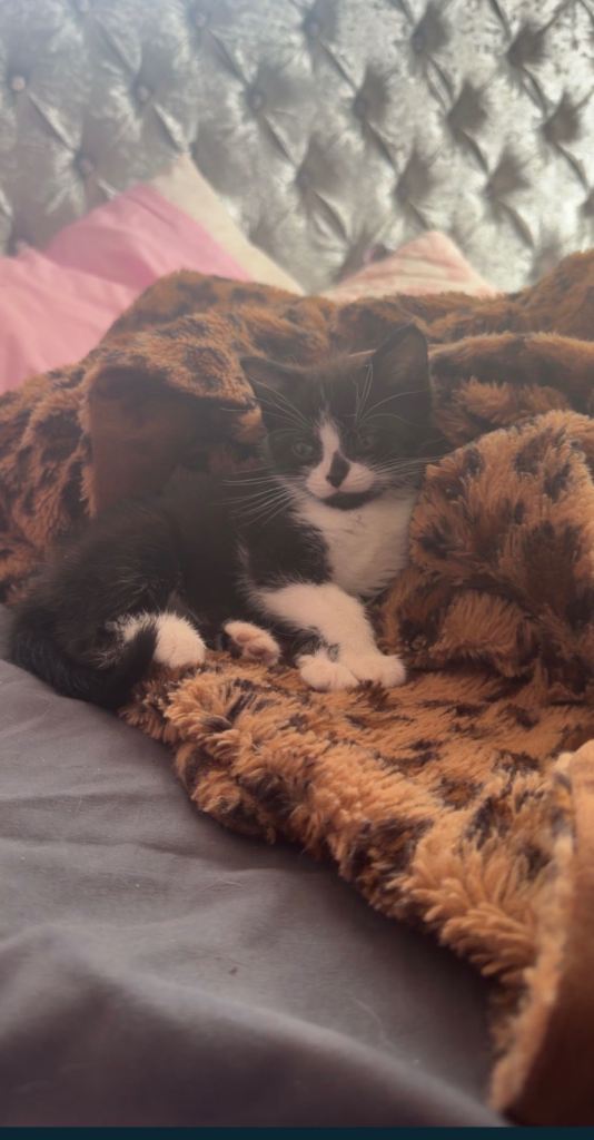 2 beautiful kittens for sale 