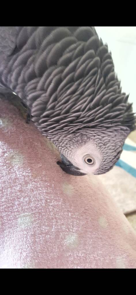 African Grey Parrot – Friendly and Healthy