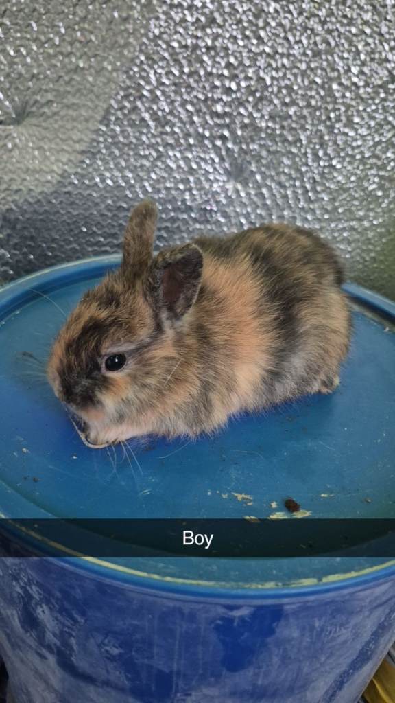 Baby Lionhead 8 week old 
