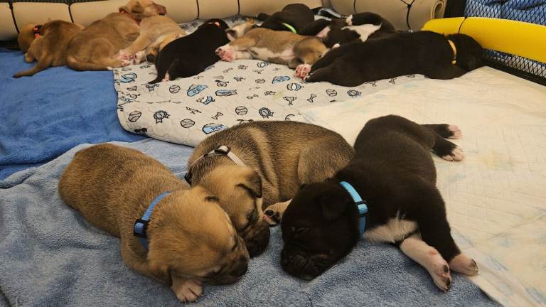 Beautiful Puppies, Mix Breed, Husky/Corso X Akita/Staff,