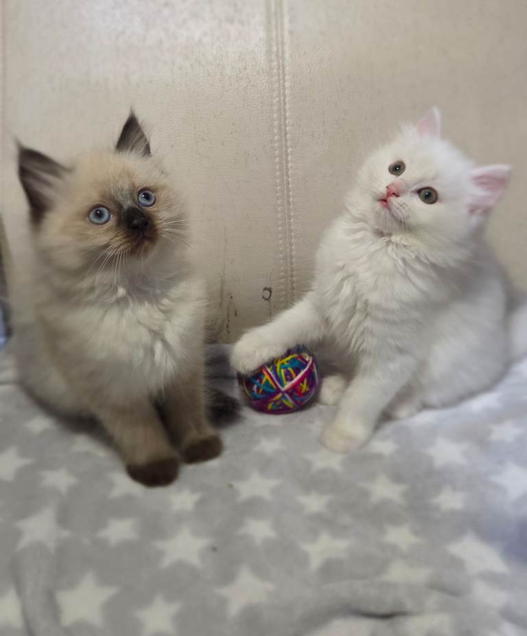 2  kittens Persian X Ragdoll