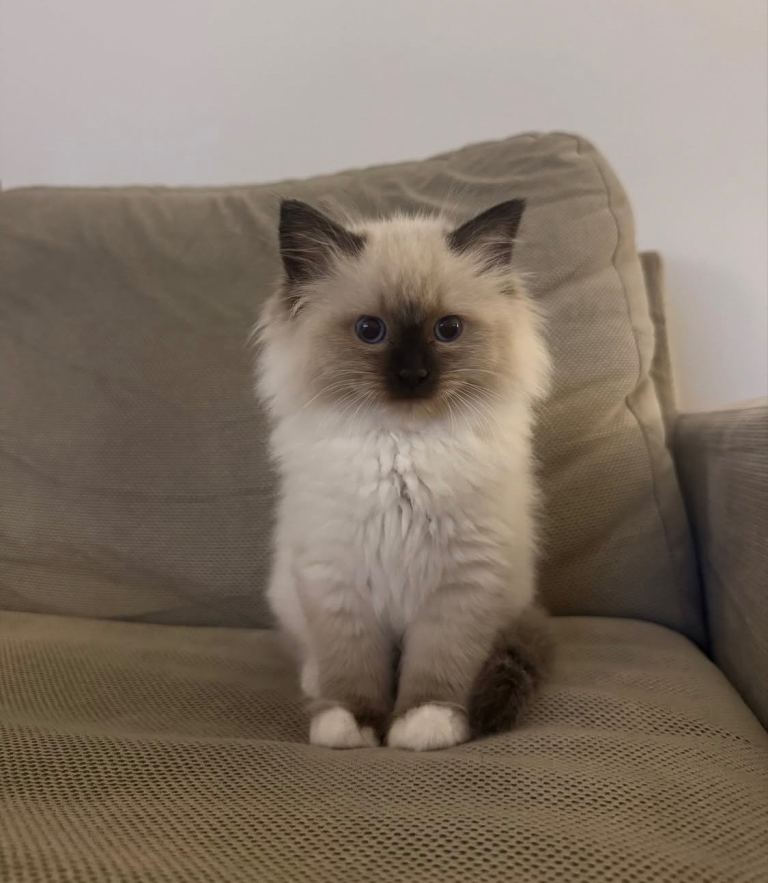 2 Beautiful Purebred Ragdoll Kittens