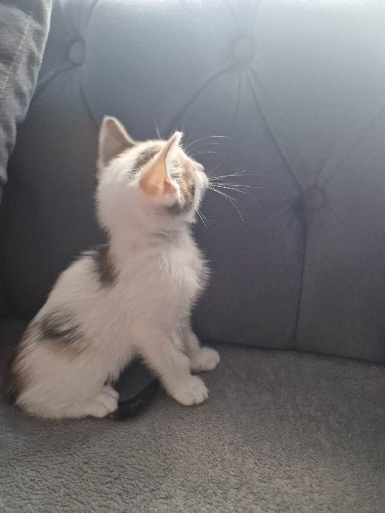 Kittens 