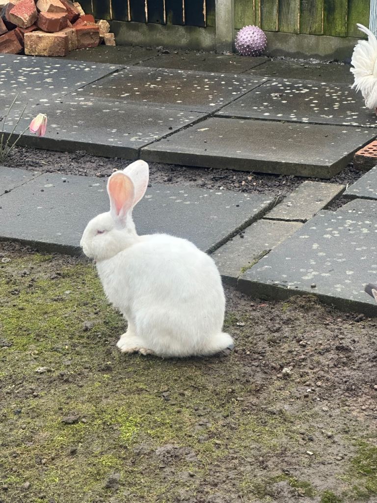 Pure giant continental female and mixed breed male 