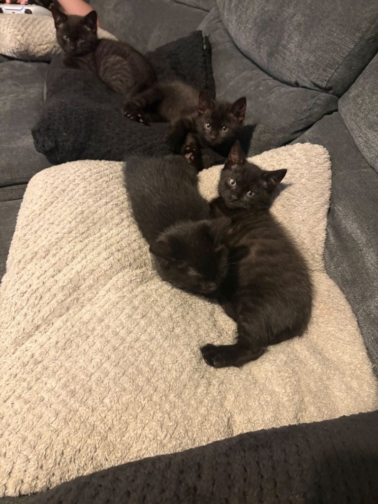 Kittens 