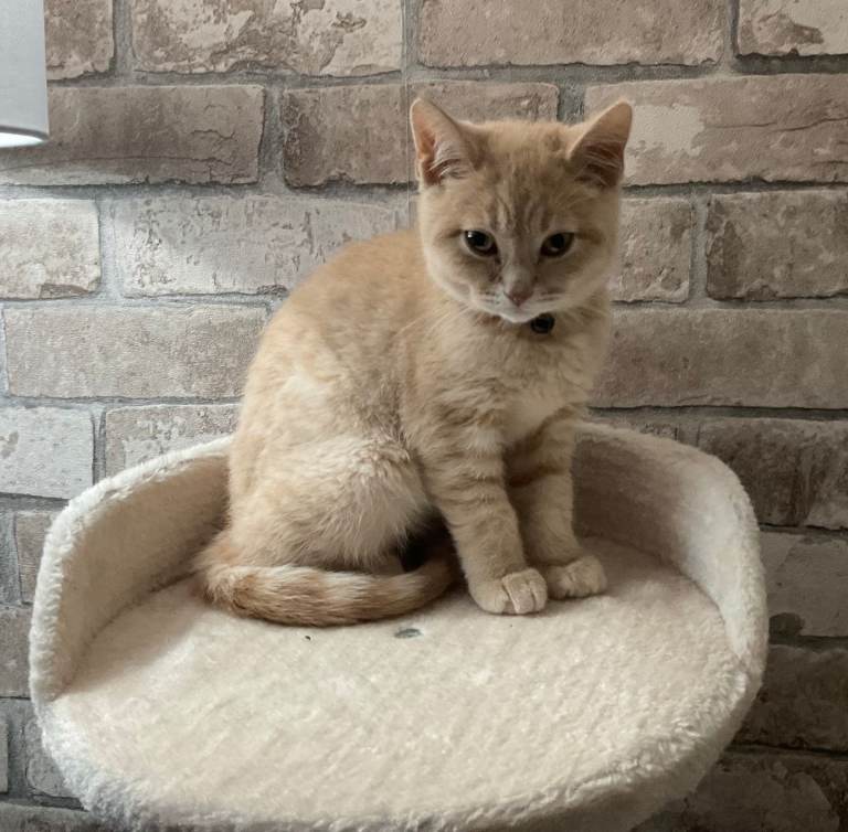  BRITISH SHORTHAIR KITTEN — Cream