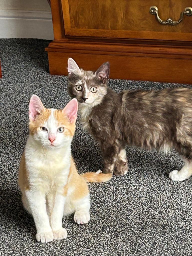 Ginger kitten for sale