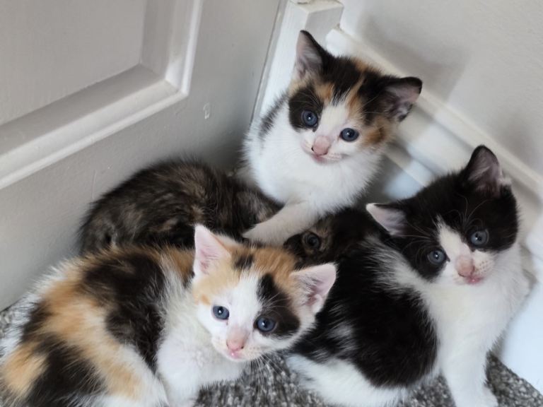 Cute little baby kitties waiting for their families 