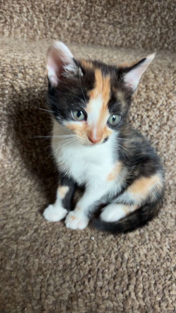 READY NOW 5 x kittens - various prices