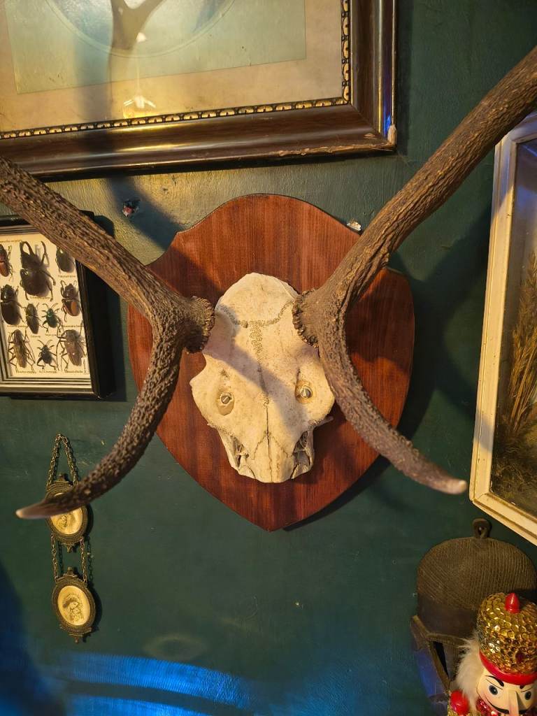 Vintage taxidermy deer antlers
