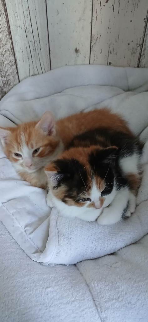 Male and female kittens