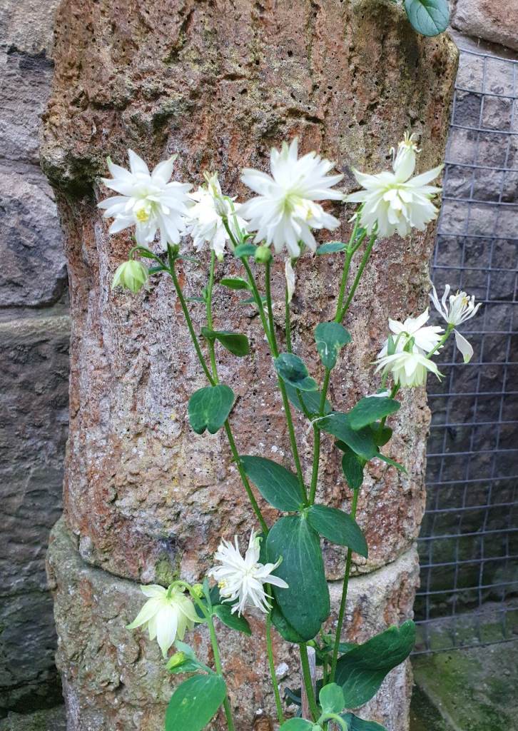Garden Plant Aquilegia White Barlow Flowers