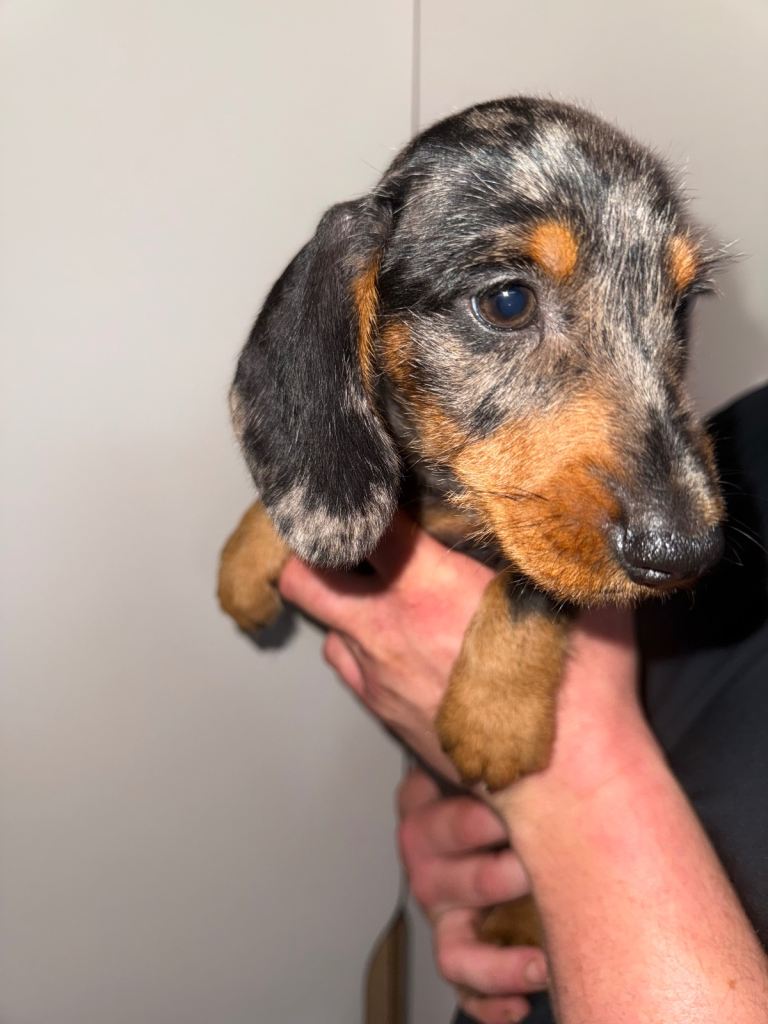 Dachshund puppies ONE BOY 