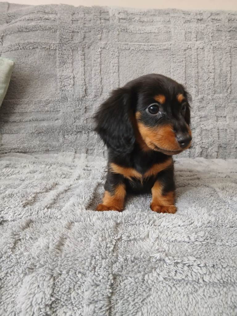 Black and tan miniature long hair female 