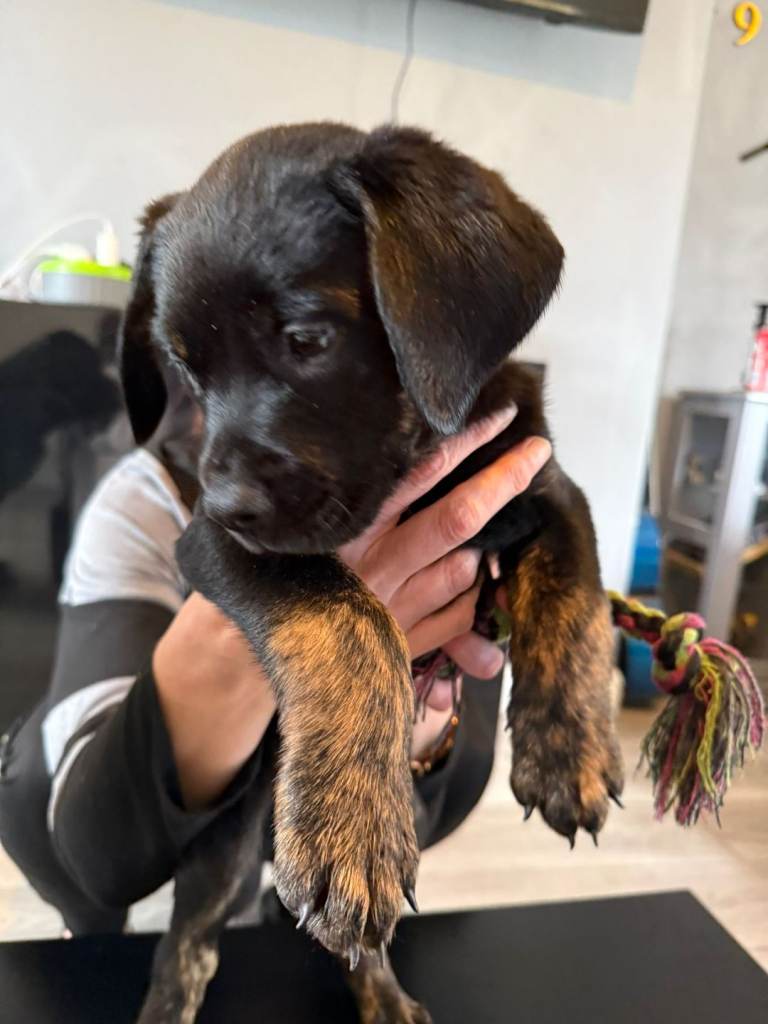 puppies for loving home