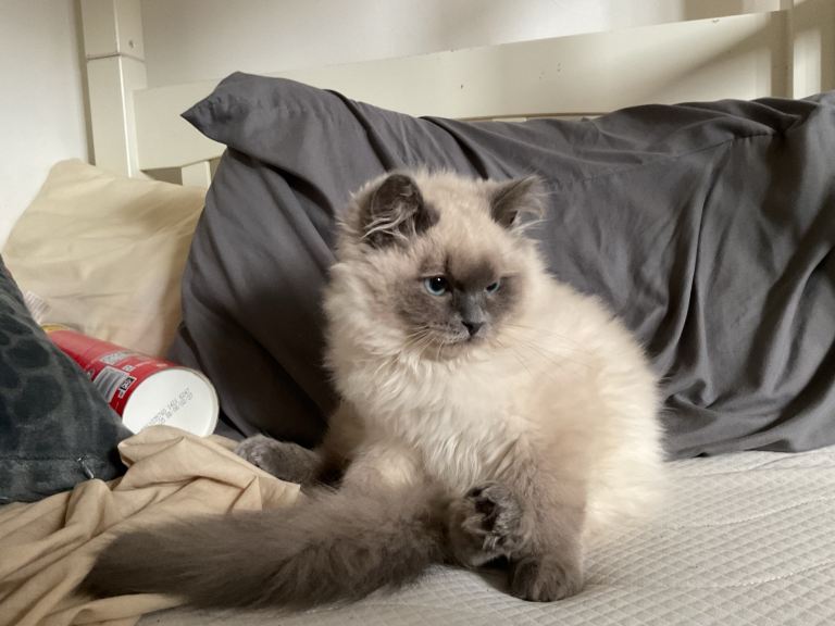 White Ragdoll cat 1 years old 
