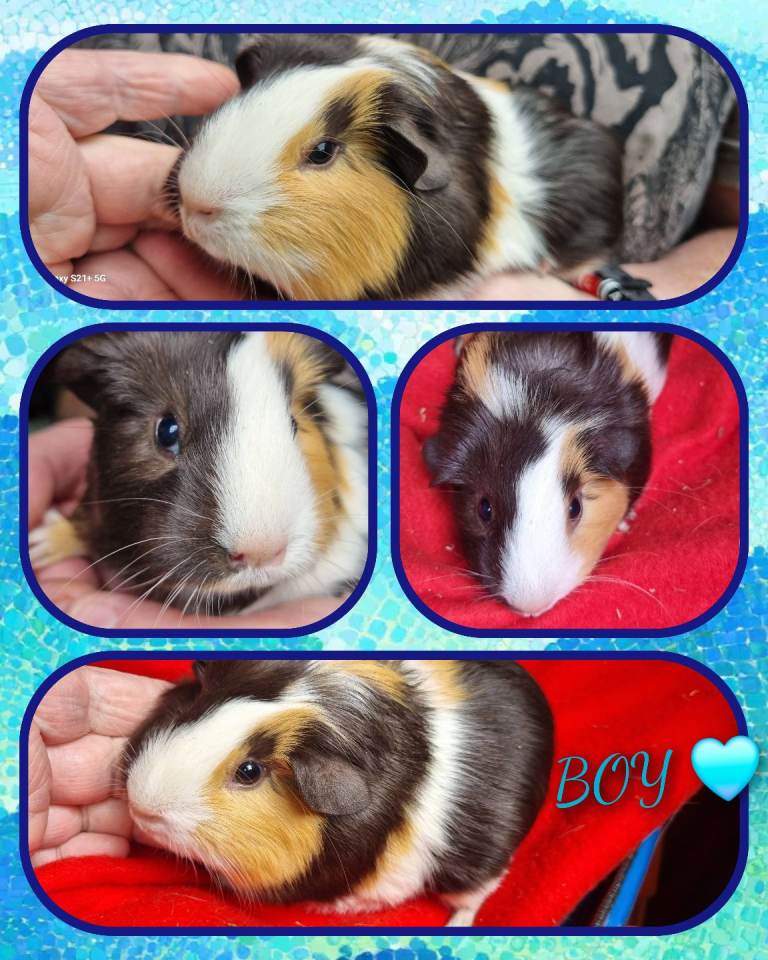 Baby Guinea Pig 1 Boy Guinea Pigs 🩵 🐹