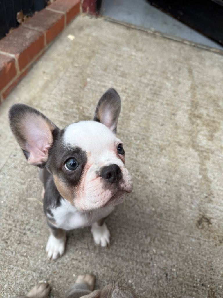 1X FRENCH BULLDOG 🐶 