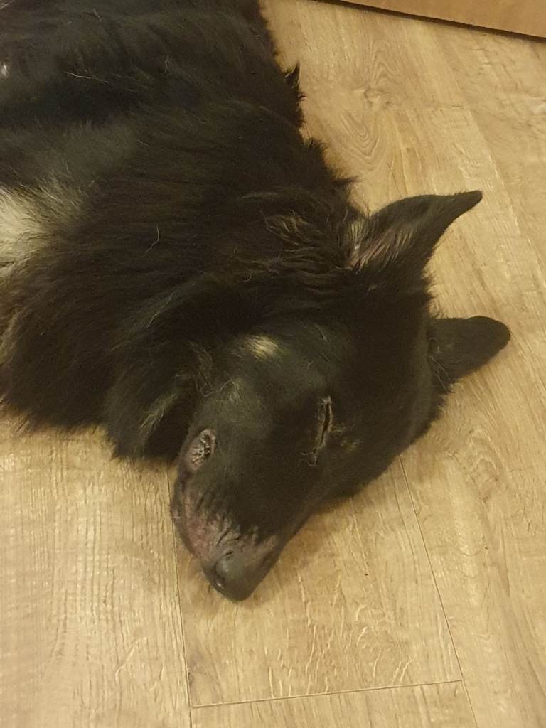 My beautiful boy needs another home