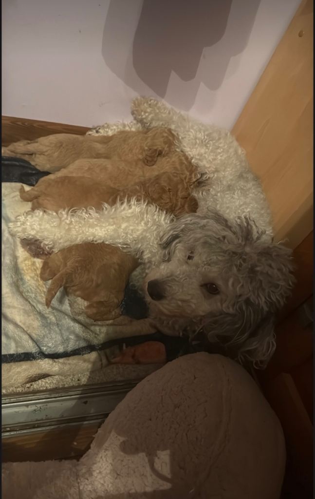 F1BB mini poodle x cockerpoo 